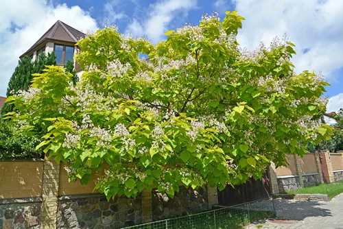 Krone of the blossoming catalpa common (Catalpa bignonioides Walter)